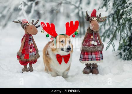 Divertente cucciolo di cane corgi in corna di mascherata accanto alle renne giocattolo di Babbo Natale si erge nel parco di Capodanno nella neve Foto Stock