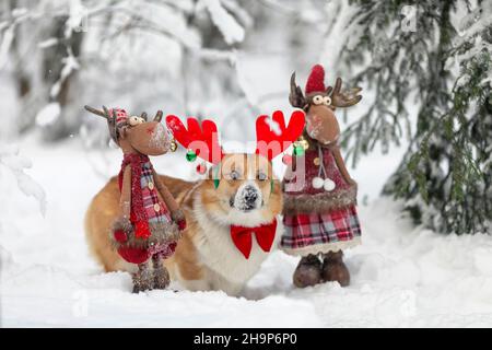 Cucciolo di cane di corgi in corna mascherate accanto alle renne giocattolo di Babbo Natale si erge nel parco di Capodanno nella neve Foto Stock