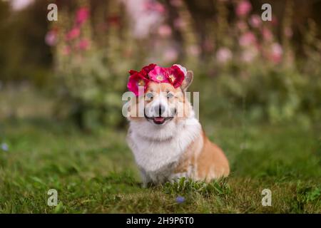 bel ritratto di un cane corgi seduto sull'erba in giardino con una corona di rose sulla testa Foto Stock