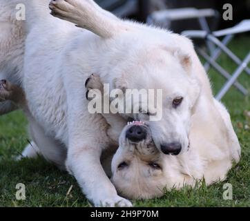 Il gioco gioioso dei cani pastorelli fratelli, razza mista armena, chiamata Gampr, maschio e femmina Foto Stock