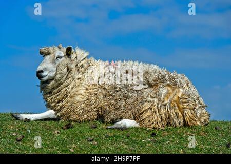 Texel Sheep si trova su una corona di dike nella paludi della costa del Mare del Nord, Schleswig-Holstein, Germania Foto Stock