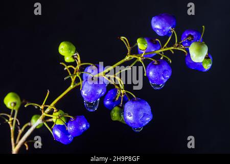 Dianella longifolia comunemente chiamata pale Flax-giglio Foto Stock