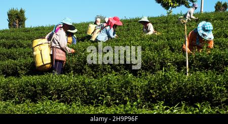 Raccoglitori di tè, piantagione di tè Choui Fong, Chiang Rai, Thailandia, Asia Foto Stock