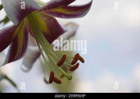 Un grande fiore di giglio preso in primo piano. Un bel fiore su uno sfondo sfocato. Foto Stock