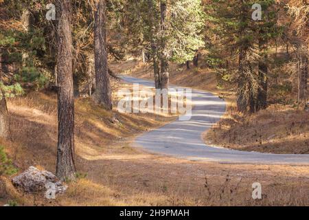Una strada secondaria lungo i boschi in autunno Foto Stock