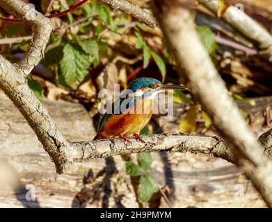 Kingfisher UK arroccato sulla filiale Foto Stock