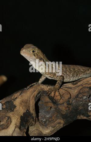 Closeup verticale di un drago d'acqua australiano Intellagama lesuerii Foto Stock