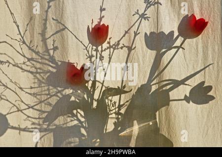 Bouquet di tulipani con forsitia dietro la tenda di lino, ombra colta da un vaso con fiori, cespuglio di forsita, lilla dorata con tulipani, fiori primaverili Foto Stock