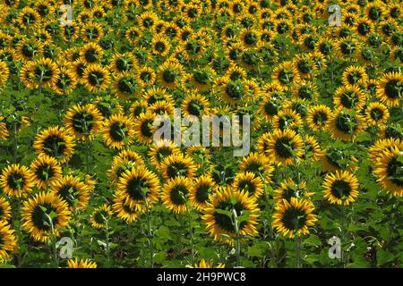 Campo con girasoli, teste di girasole rivolte lontano dal sole, girasoli (Helianthus), piante composite (Asteraceae), fotosintetiche simili ad un'astra Foto Stock