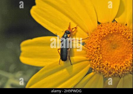 Beetle on yellow flower (Cerocoma), genere Blister beetle, insetto, artropodi, famiglia Meloides Foto Stock