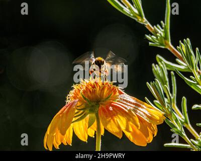 Hoverfly (Syrphidae) in volo su fiore giallo, ramo di lavanda, macro close-up, sfondo scuro, Baden-Baden, Baden-Wuerttemberg, Germania Foto Stock