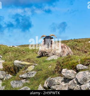 Pecora domestica (Ovis aries) in un prato sul Monte Slievemore, Acaill, Achill Island, Mayo, Irlanda Foto Stock