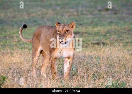 Leone (Panthera leo), Lioness, Moremi Game Reserve West, Okavango Delta, Botswana Foto Stock