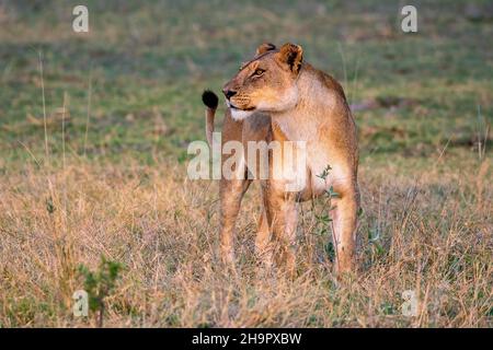 Leone (Panthera leo), Lioness, Moremi Game Reserve West, Okavango Delta, Botswana Foto Stock