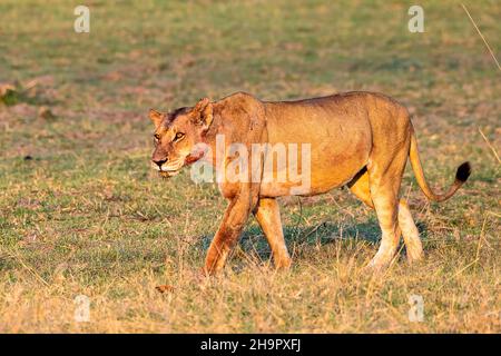 Leone (Panthera leo), Lioness, Moremi Game Reserve West, Okavango Delta, Botswana Foto Stock