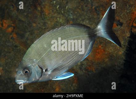 Primo piano del mare anulare (Diplodus anularis), Mar Mediterraneo, Sicilia, Italia Foto Stock