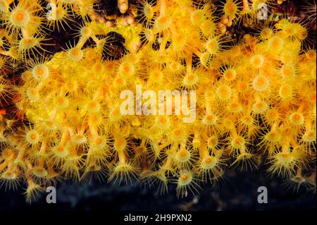 Primo piano di polipi di anemoni gialli a grappolo (Parazoanthus axinellae), Elba, Toscana, Italia Foto Stock