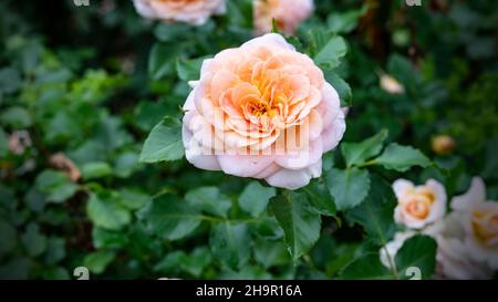 rosa arancione bianca nel cerotto Foto Stock