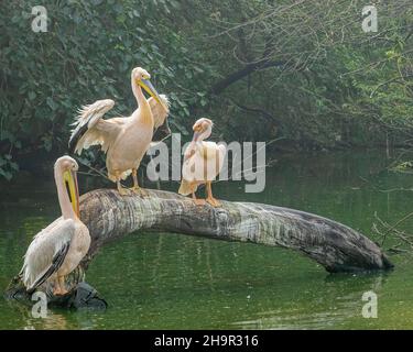 Tre pellicani rosa che si crogiolano al mattino e si schiariscono le piume Foto Stock