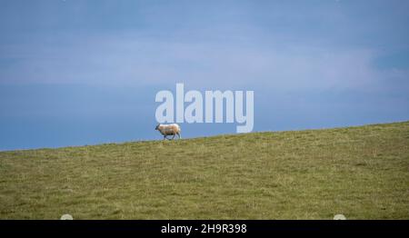 Pecore singole in un prato, Islanda del Sud, Islanda Foto Stock