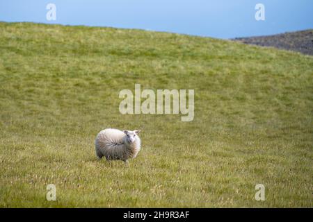 Pecore singole in un prato, Islanda del Sud, Islanda Foto Stock