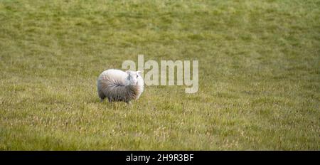 Pecore singole in un prato, Islanda del Sud, Islanda Foto Stock