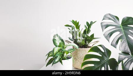 Dieffenbachia o Dumb canna pianta, Zamioculcas, o zamiifolia zz pianta e Monstera o formaggio svizzero pianta su uno sfondo bianco, giardinaggio casa e con Foto Stock