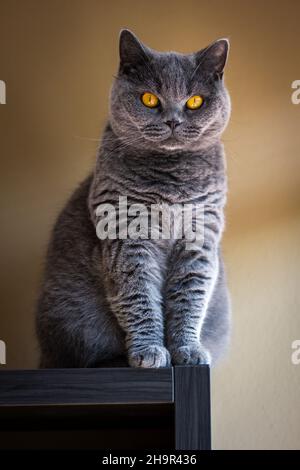 Gatto grigio britannico di shorthair che riposa all'interno. Gatto domestico carino seduto sui mobili Foto Stock
