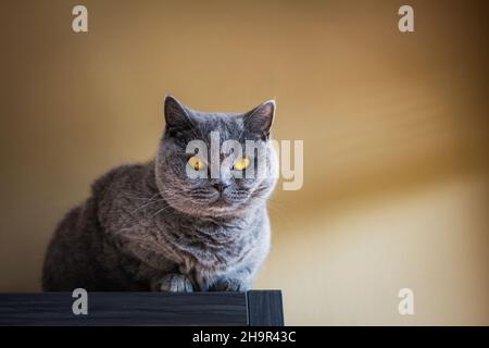 Gatto grigio britannico in shorthair al coperto. Gatto domestico carino che riposa sui mobili. Temi animali Foto Stock