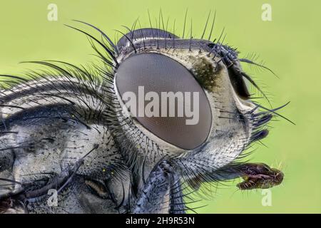 Casa Fly (Musca domestica), foto macro, ingrandimento ABM 5 :1, Assia, Germania Foto Stock