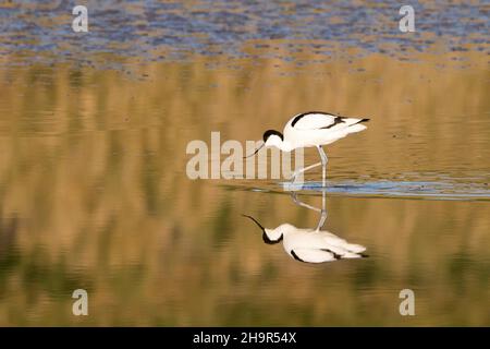 Avocet (Recurvirostra avosetta) in cerca di cibo, riflesso nell'acqua, isola di Texel, Holland, Paesi Bassi Foto Stock