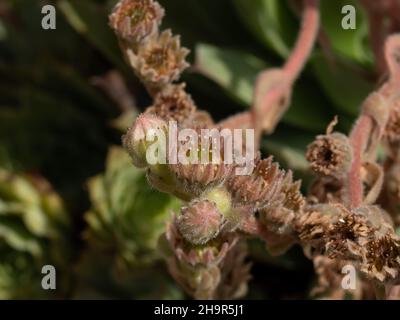 Macro dettaglio di un gruppo di fiori di piante succulente del genere Sempervivum. Foto Stock