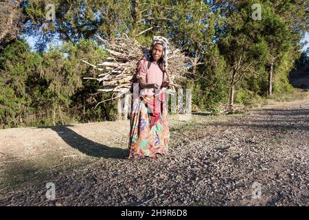 Donna che trasporta legna da ardere, Harar, Etiopia Foto Stock