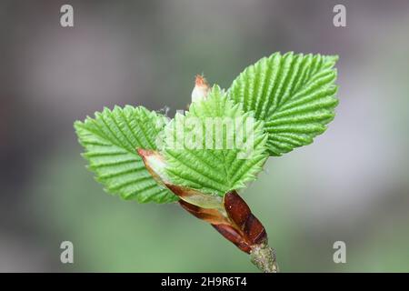 Ulmus laevis, conosciuto come l'elmo bianco europeo, elmo che sfavola o che sparge l'elmo, primo piano di nuove foglie Foto Stock