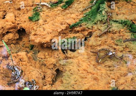 Ferro-ossidante batteri colorazione di un fondo di foresta ruscello arancione Foto Stock