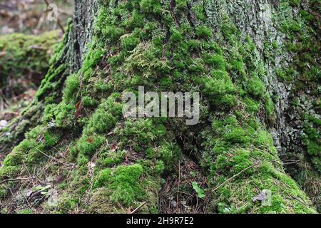 Tronco coperto di muschio e radici di abete rosso norvegese, vecchia foresta in stato naturale Foto Stock