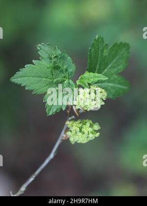 Ribes alpinum, noto come ribes di montagna o ribes alpino, foglie e fiori nuovi Foto Stock