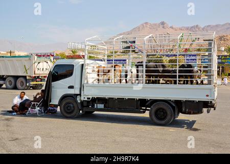 Mercato del bestiame, souk, oasi città di Nizwa, Nizwa, Oman Foto Stock