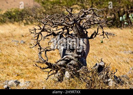 Il deserto sorgeva nell'altopiano di Jebel Samhan, Jebel Samhan, Dhofar, Oman Foto Stock