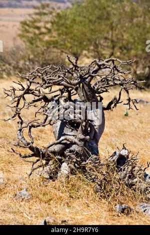 Il deserto sorgeva nell'altopiano di Jebel Samhan, Jebel Samhan, Dhofar, Oman Foto Stock