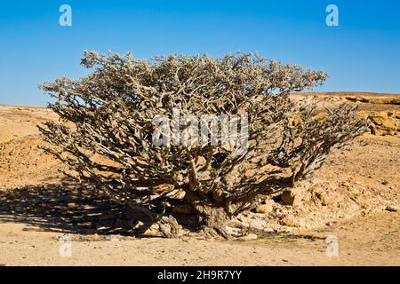 Alberi di incenso in Wadi Doka, Salalah, Salalah, Dhofar, Oman Foto Stock