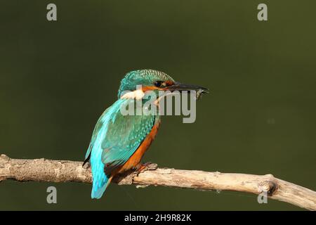 Kingfisher, inconfondibile se visto appollaiato, o come una striscia blu in volo. Cattura il suo cibo da immersione in acqua di ritorno a un persico per stordire e mangiare. Foto Stock