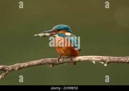 Kingfisher, inconfondibile se visto appollaiato, o come una striscia blu in volo. Cattura il suo cibo da immersione in acqua di ritorno a un persico per stordire e mangiare. Foto Stock