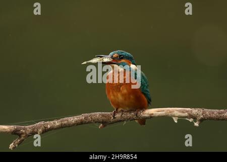 Kingfisher, inconfondibile se visto appollaiato, o come una striscia blu in volo. Cattura il suo cibo da immersione in acqua di ritorno a un persico per stordire e mangiare. Foto Stock