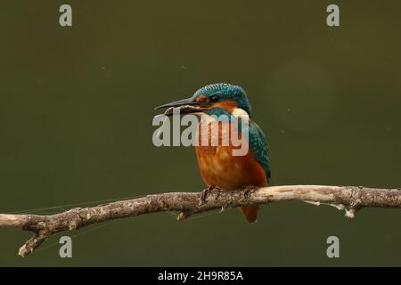 Kingfisher, inconfondibile se visto appollaiato, o come una striscia blu in volo. Cattura il suo cibo da immersione in acqua di ritorno a un persico per stordire e mangiare. Foto Stock