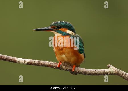 Kingfisher, inconfondibile se visto appollaiato, o come una striscia blu in volo. Cattura il suo cibo da immersione in acqua di ritorno a un persico per stordire e mangiare. Foto Stock