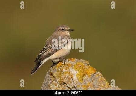 Il Wheatear dalle orecchie nere è un uccello raro nel Regno Unito. Questo individuo è stato trovato nel Lancashire costiero dove è rimasto per un certo numero di giorni, - migrante di autunno. Foto Stock