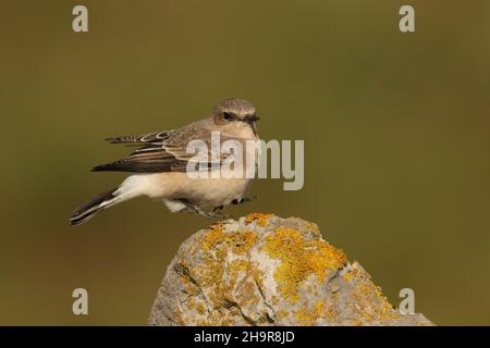 Il Wheatear dalle orecchie nere è un uccello raro nel Regno Unito. Questo individuo è stato trovato nel Lancashire costiero dove è rimasto per un certo numero di giorni, - migrante di autunno. Foto Stock