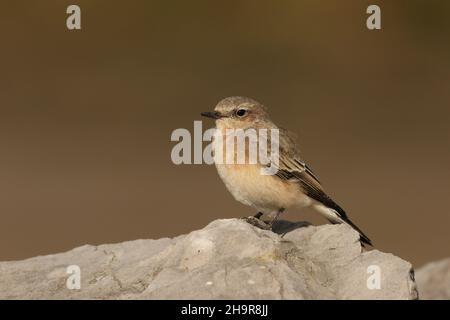 Il Wheatear dalle orecchie nere è un uccello raro nel Regno Unito. Questo individuo è stato trovato nel Lancashire costiero dove è rimasto per un certo numero di giorni, - migrante di autunno. Foto Stock