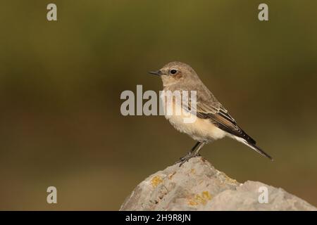 Il Wheatear dalle orecchie nere è un uccello raro nel Regno Unito. Questo individuo è stato trovato nel Lancashire costiero dove è rimasto per un certo numero di giorni, - migrante di autunno. Foto Stock